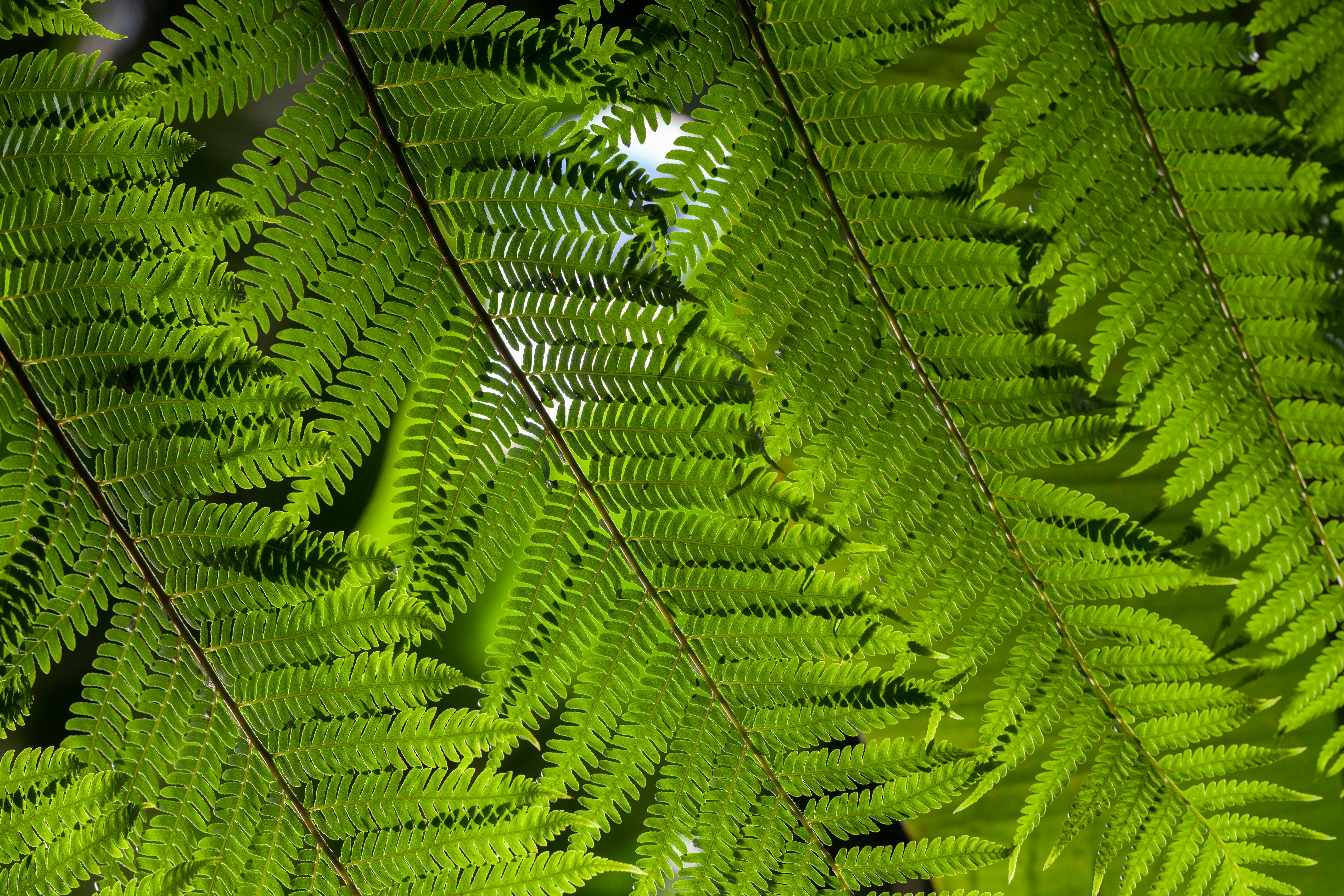 Green Boston Fern Plant · Free Stock Photo