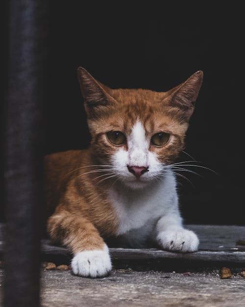 Ginger Cat Lying Down