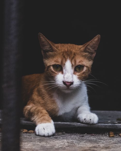 Free Close-up of a ginger and white cat lying down indoors with a dark background. Stock Photo