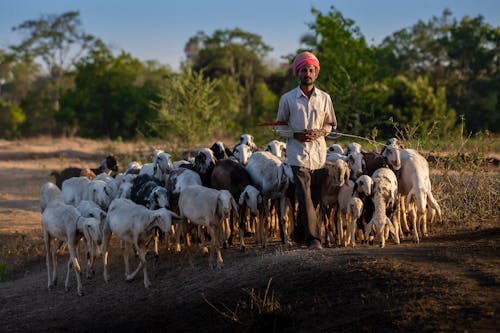Man Walking with a Flock of Goats 