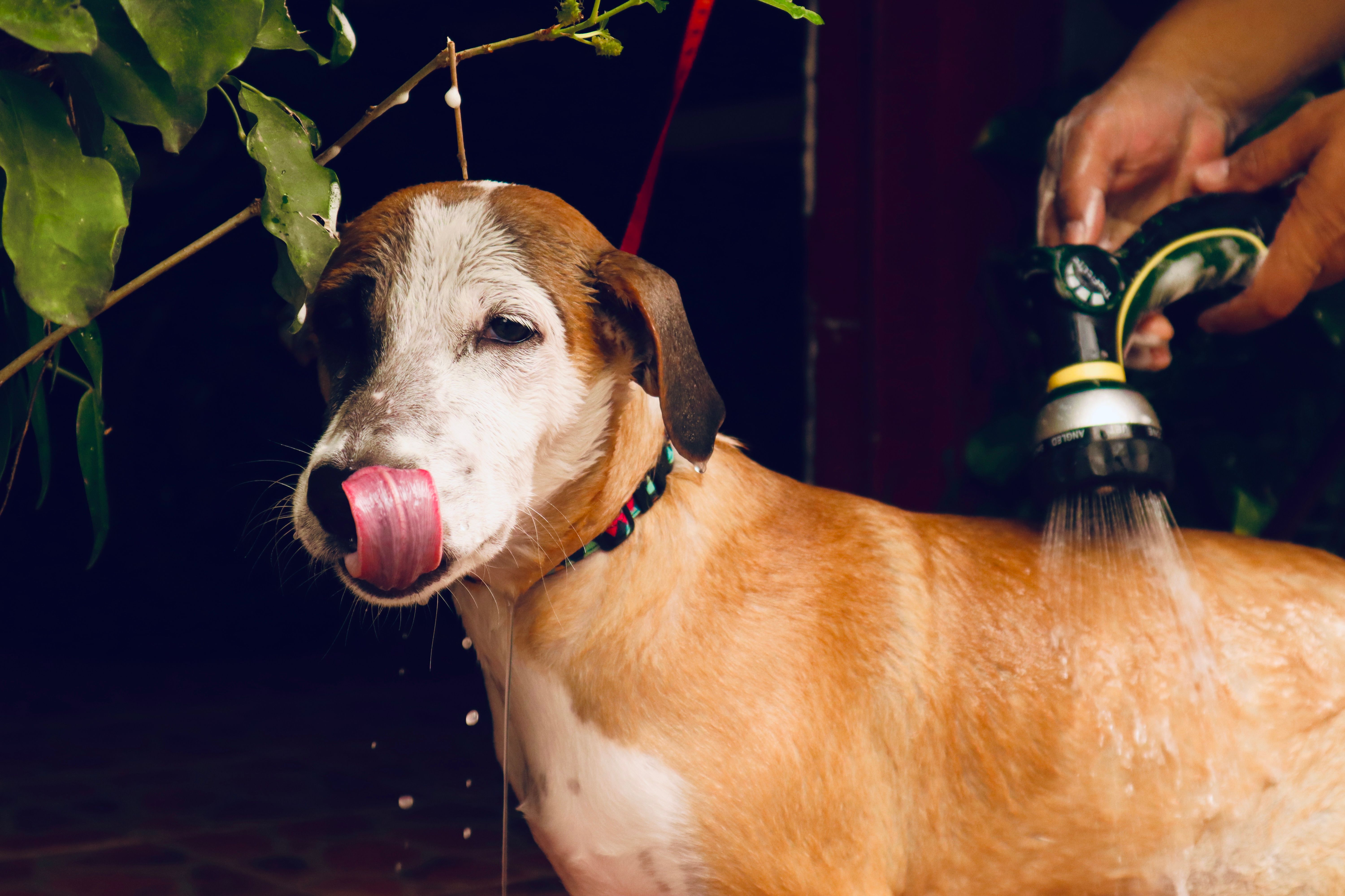 Dog is having bathing session