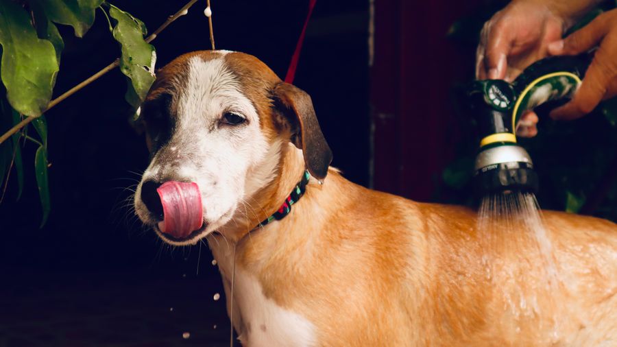 Spaying a Female Dog: Why Timing Changes Everything