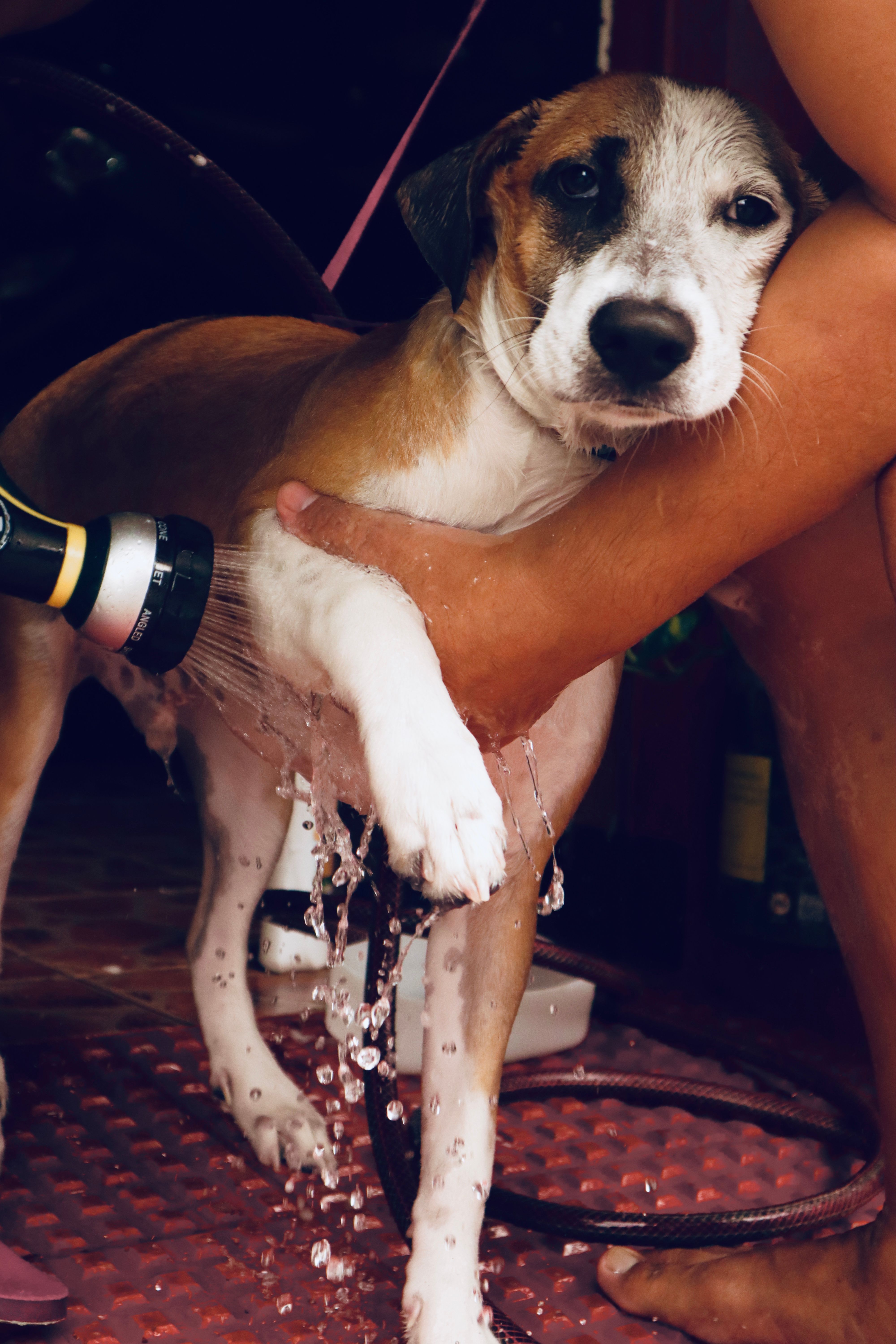 Man washing a dog with a hose outdoors, emphasizing pet care and hygiene.