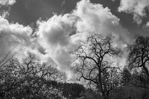 Kostenloses Stock Foto zu aufnahme von unten, bäume, himmel