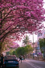 Pink blossoms and passers-by, Bengaluru
