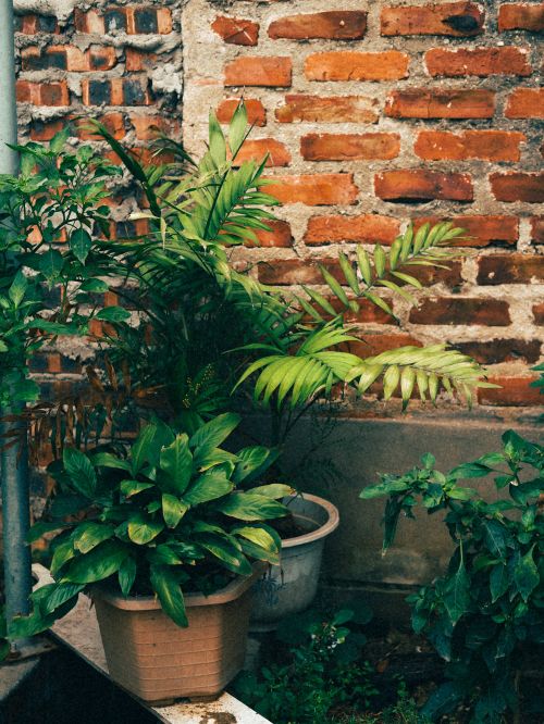 Free Vibrant green potted plants set against a rustic brick wall exterior. Stock Photo