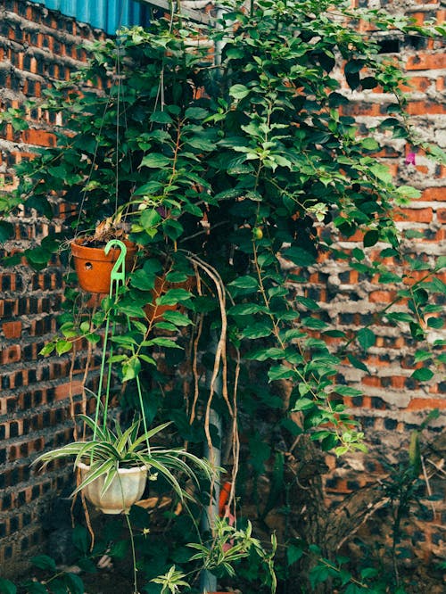 Darmowe zdjęcie z galerii z bluszcz, cegły, liście
