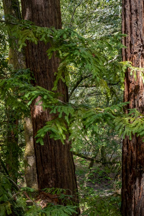 Close up of Trees in Forest