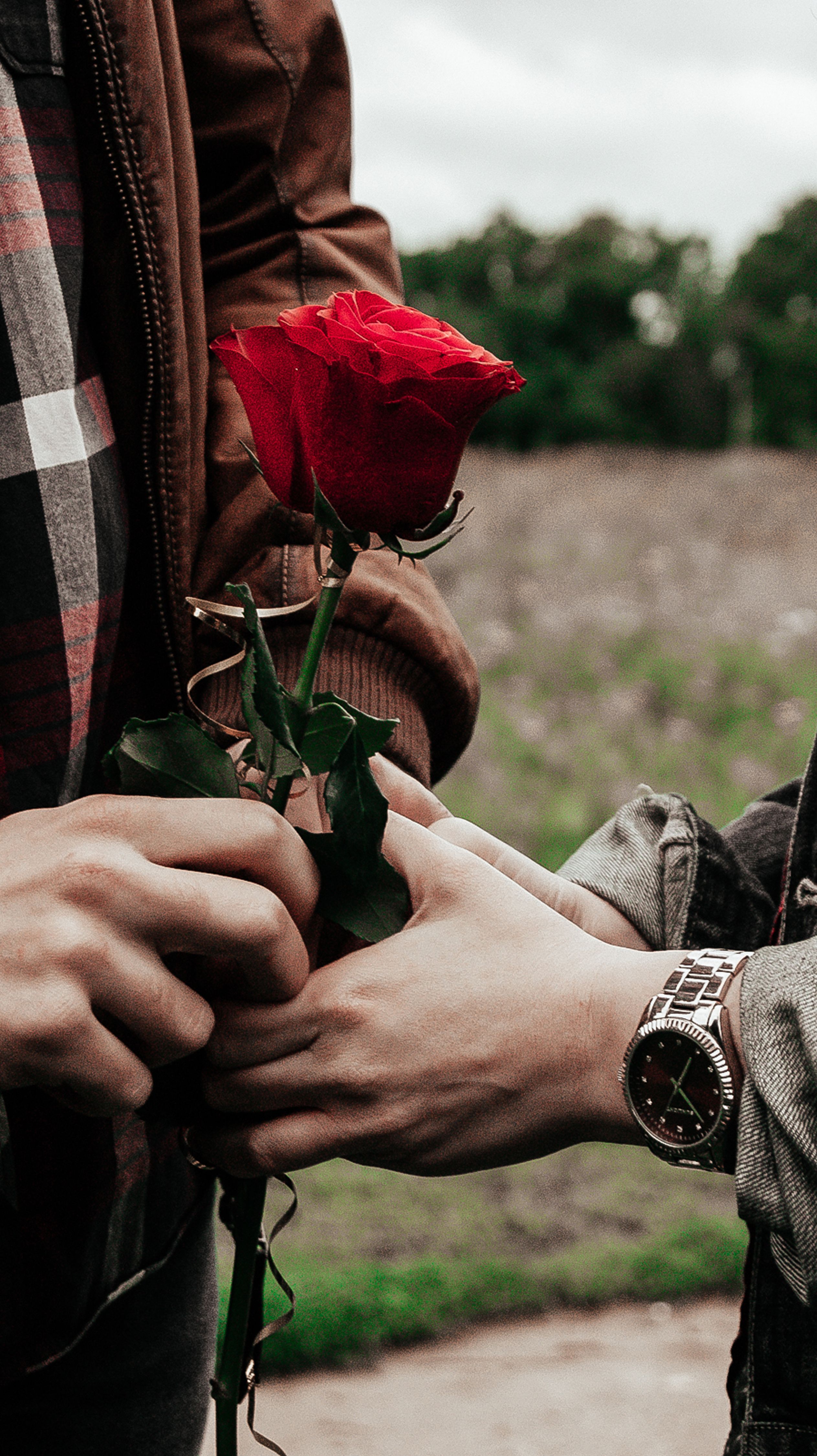 A Person Holding a Rose · Free Stock Photo