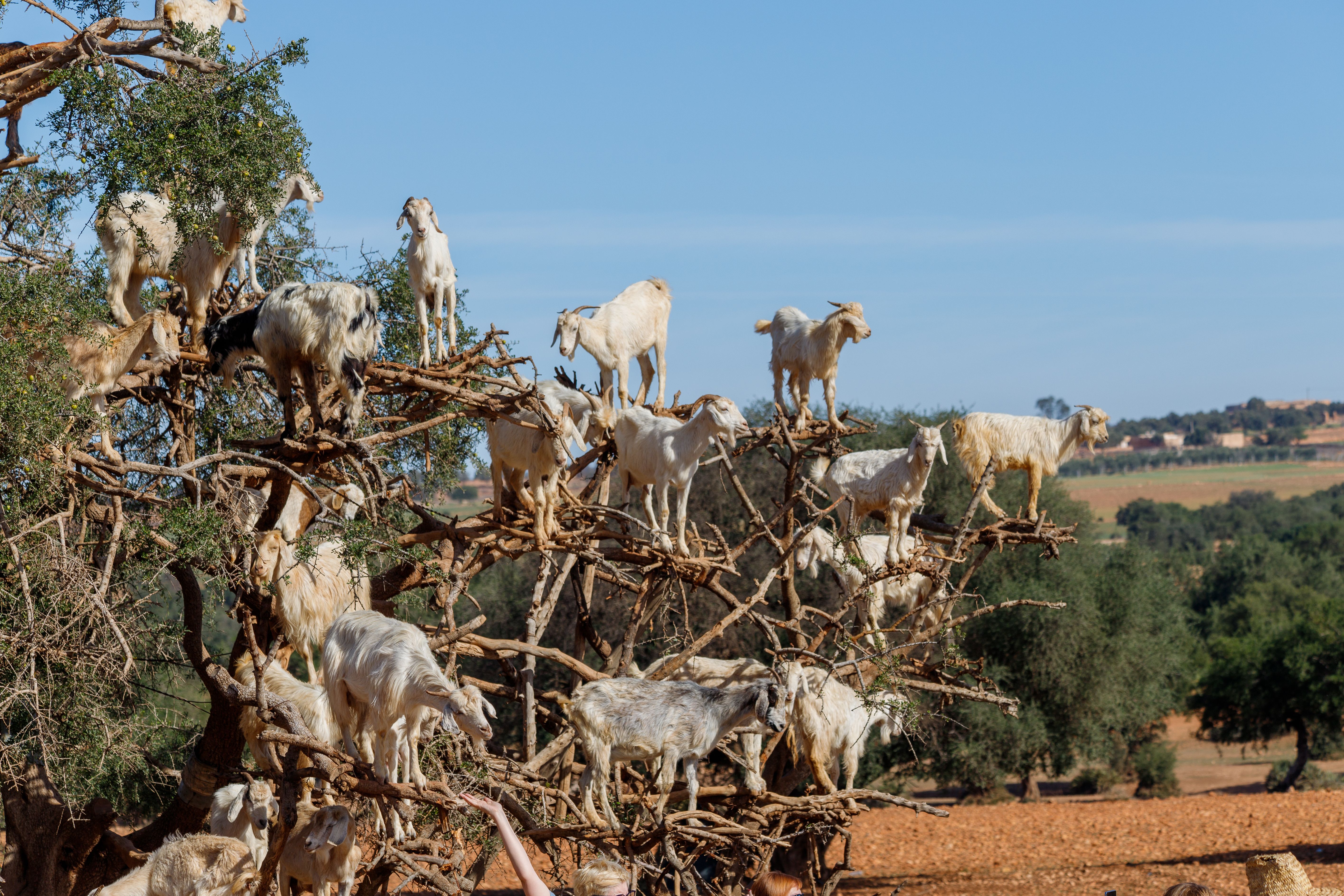 Goats climbing an argan tree in rural Morocco, showing the tree's distinctive shape