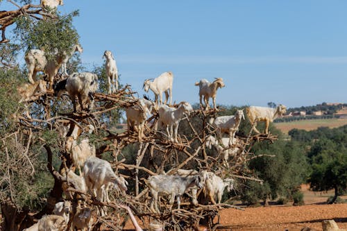 Goats Standing on Tree