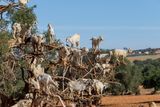 Arganiers du Souss