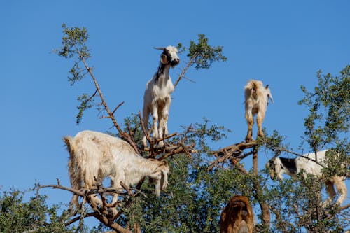 Základová fotografie zdarma na téma fotografování zvířat, hospodářská zvířata, kozy