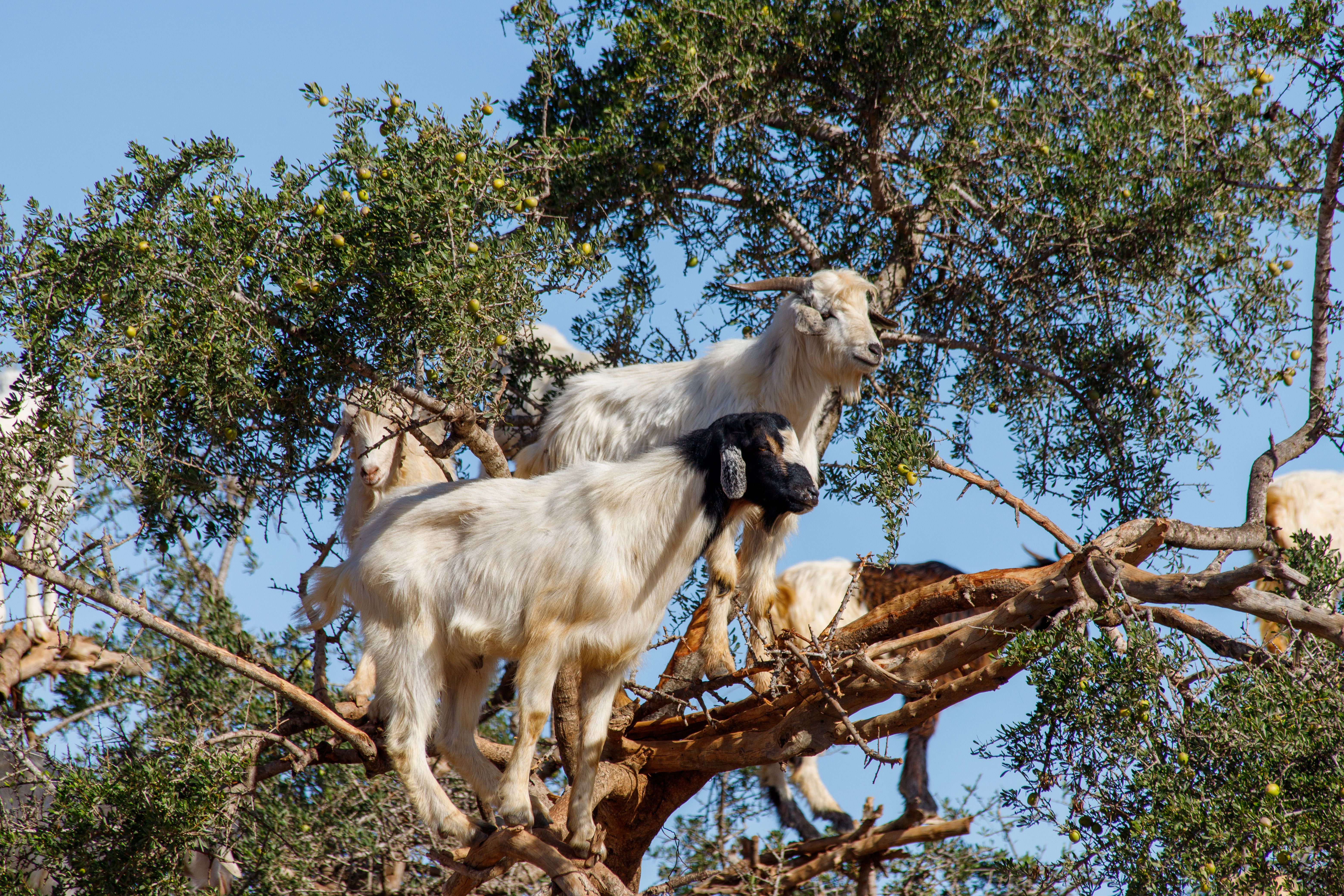 Middle Atlas Cedar Forest Trek — Middle Atlas, Morocco