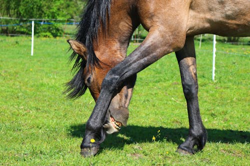 Gratis Kuda Coklat Dan Hitam Di Lapangan Rumput Hijau Foto Stok