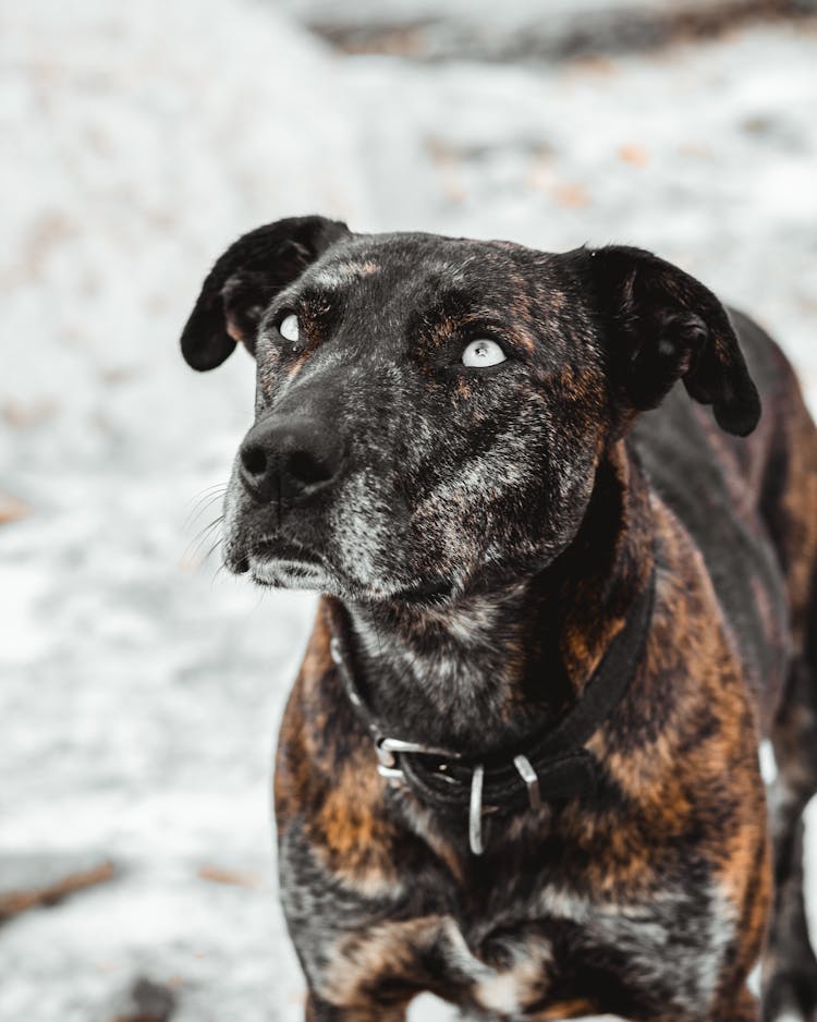 Black Dog Head