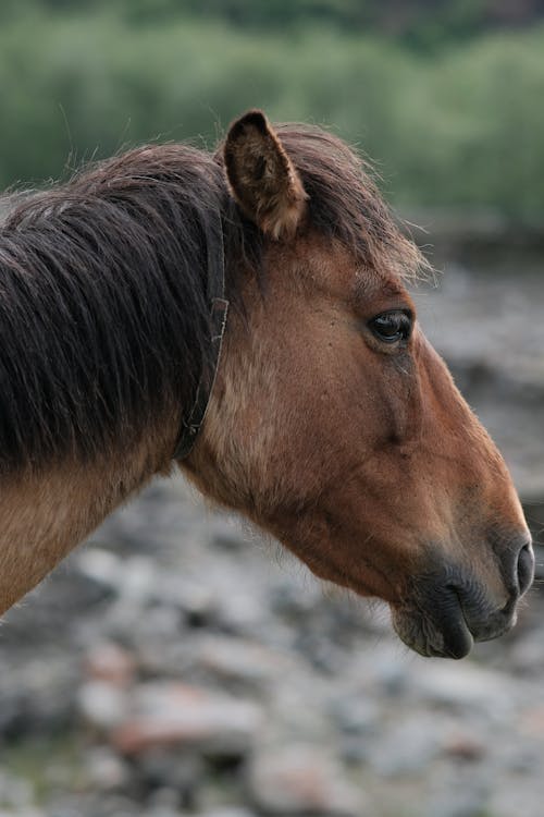 Foto d'estoc gratuïta de animal, cap, cavall