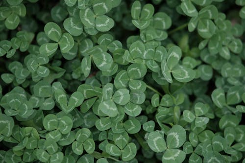 Close up of Green Leaves