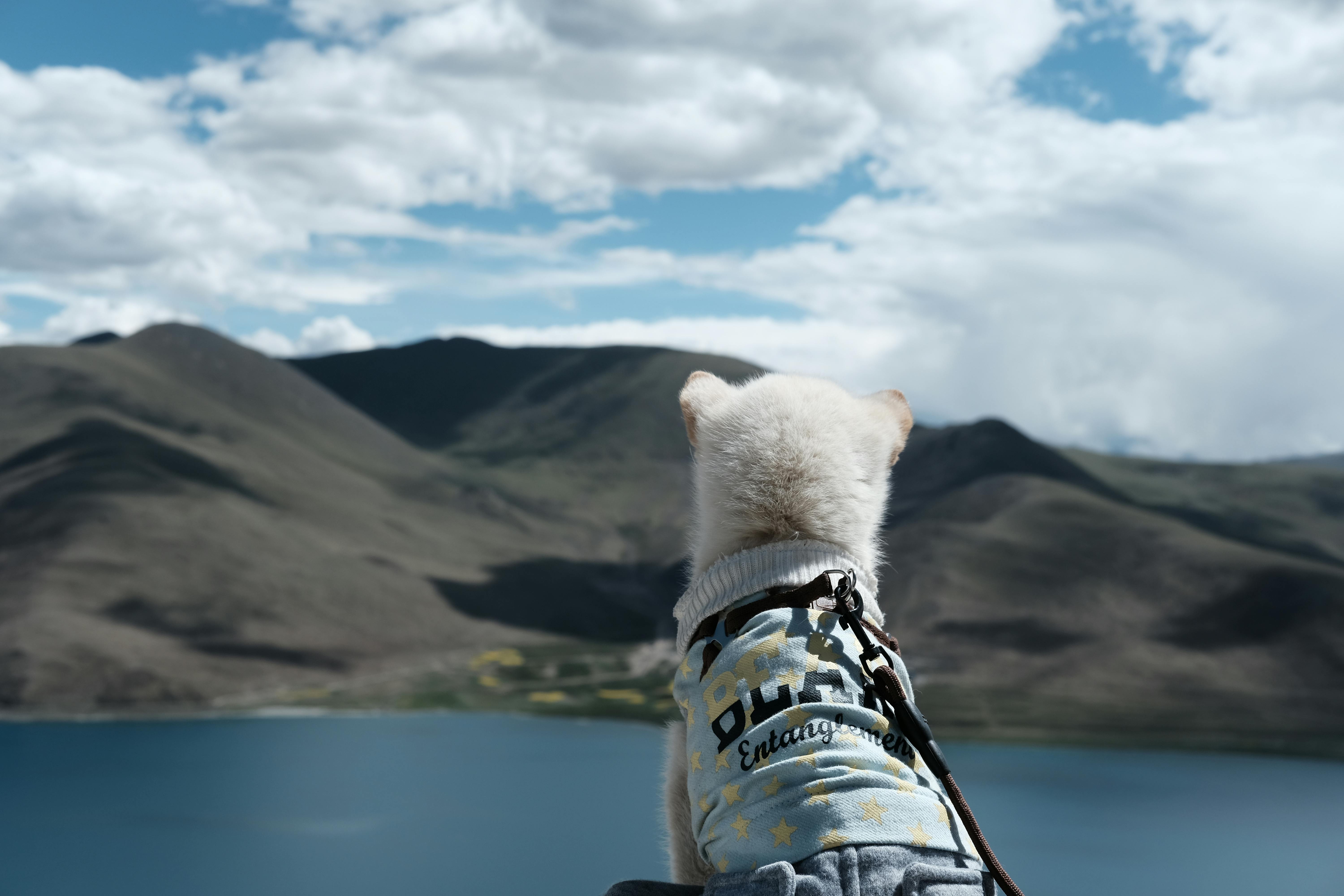 pet technology limited — Photo by Tito Zzzz on Pexels