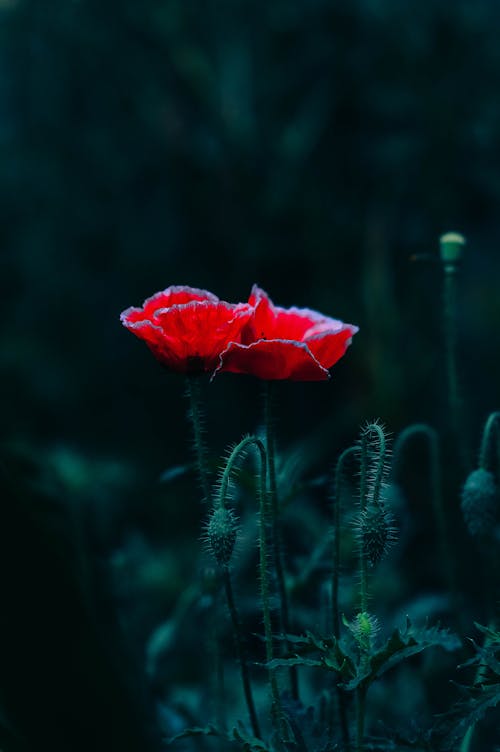 꽃, 성장, 셀렉티브 포커스의 무료 스톡 사진