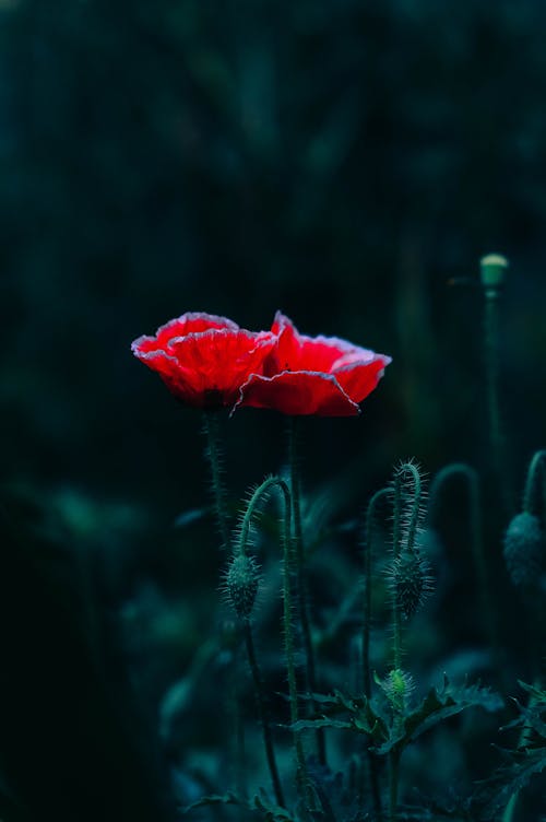 Close up of Poppies 