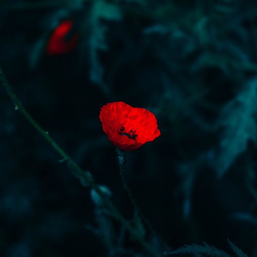 Free A striking red poppy flower stands out against dark, moody foliage, captured in selective focus. Stock Photo