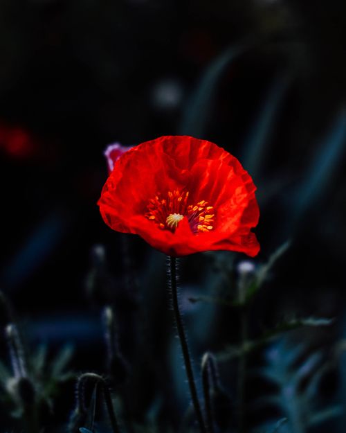 Free Close-up of a vibrant red poppy flower with dark background in selective focus. Stock Photo