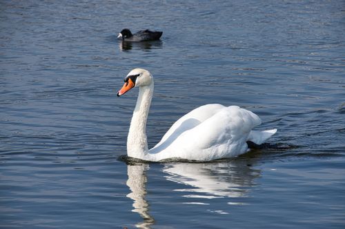 Free A serene image of a mute swan gliding across a tranquil lake, accompanied by another bird. Stock Photo