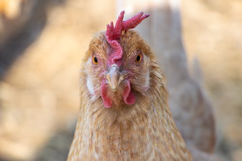 Head of a Chicken