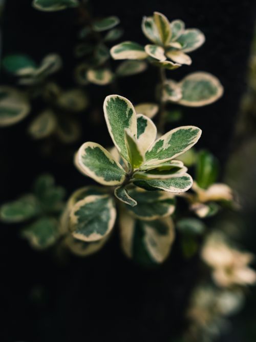 Free Stunning close-up of sunlit variegated leaves showcasing nature's intricate patterns. Stock Photo