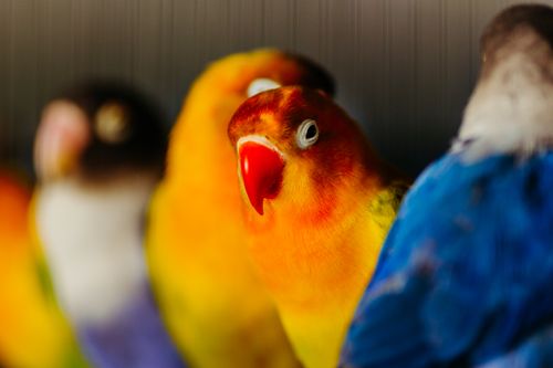 Free Close-up of colorful Fischer's lovebirds with a natural blurred background, showcasing vivid feathers and uniqueness. Stock Photo