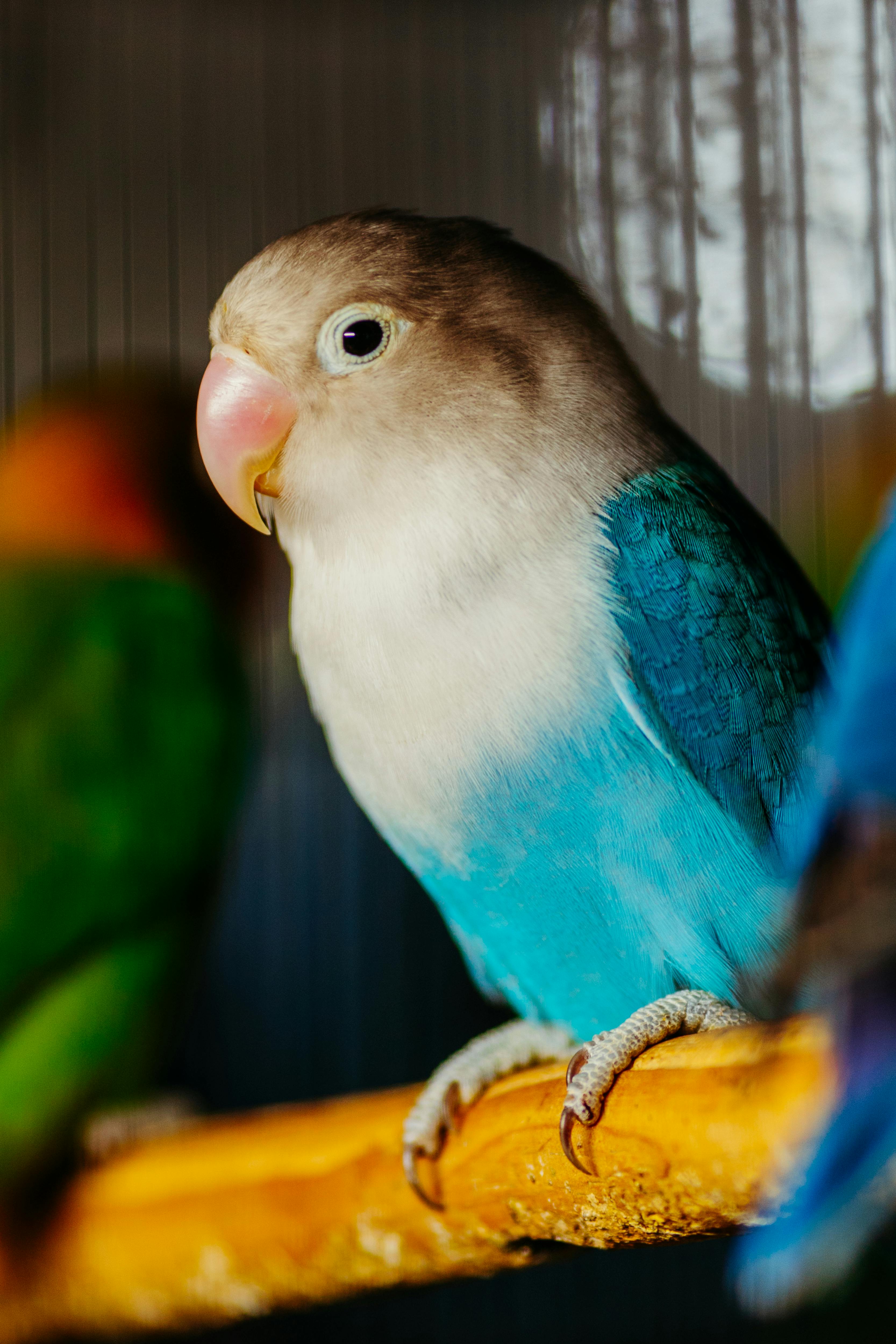 Close-up of a blue parrot with vivid feathers perched indoors.