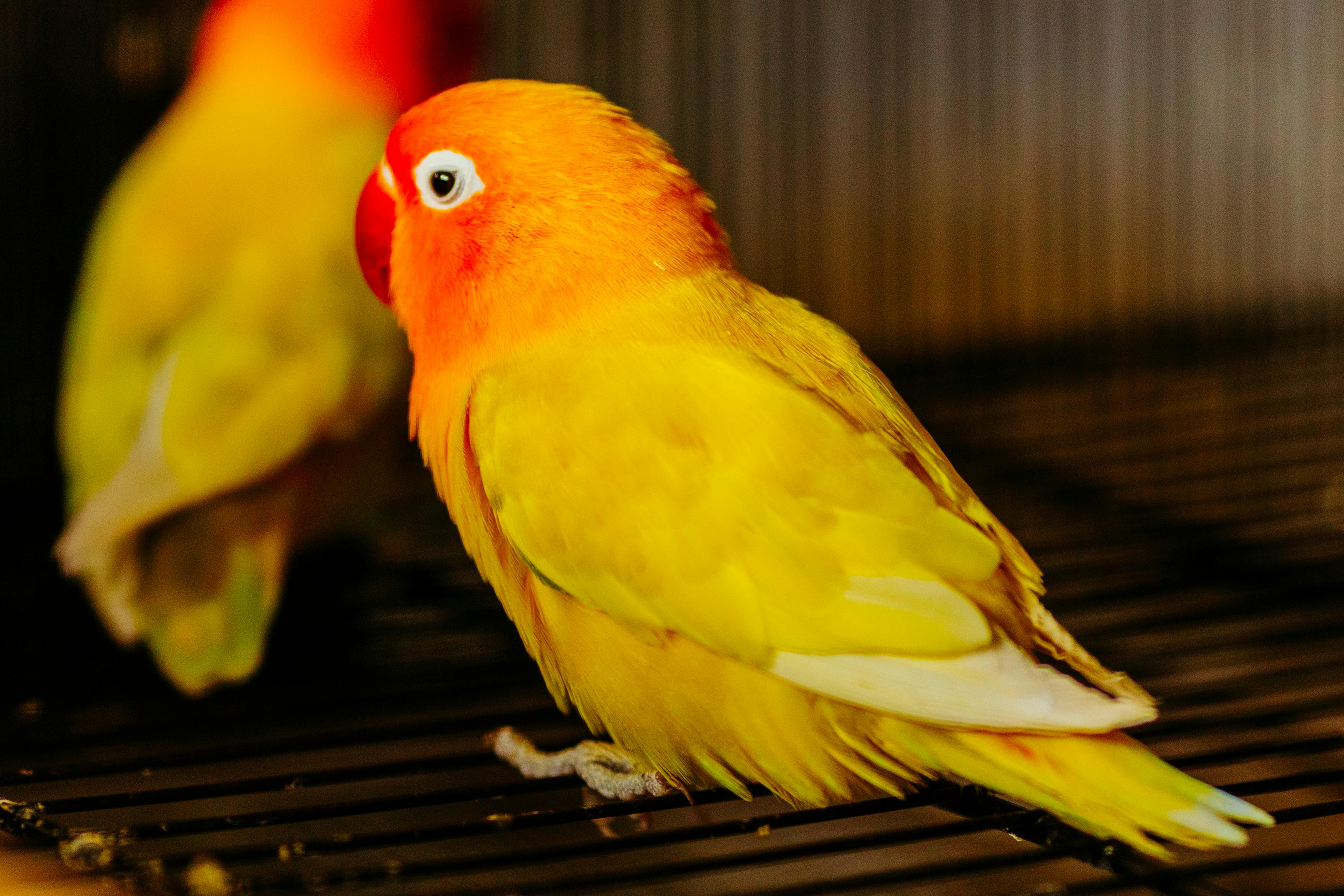 Lovebirds Photos, Download The BEST Free Lovebirds Stock Photos