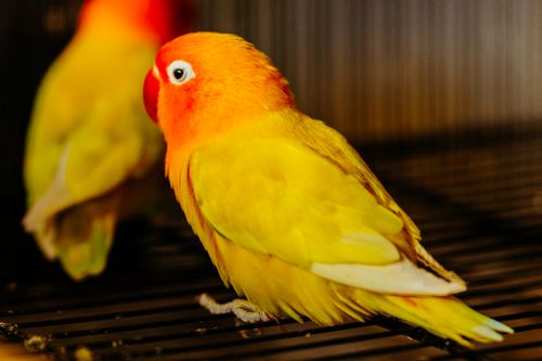 Free Bright yellow Fischer's Lovebird resting on a cage perch indoors. Stock Photo