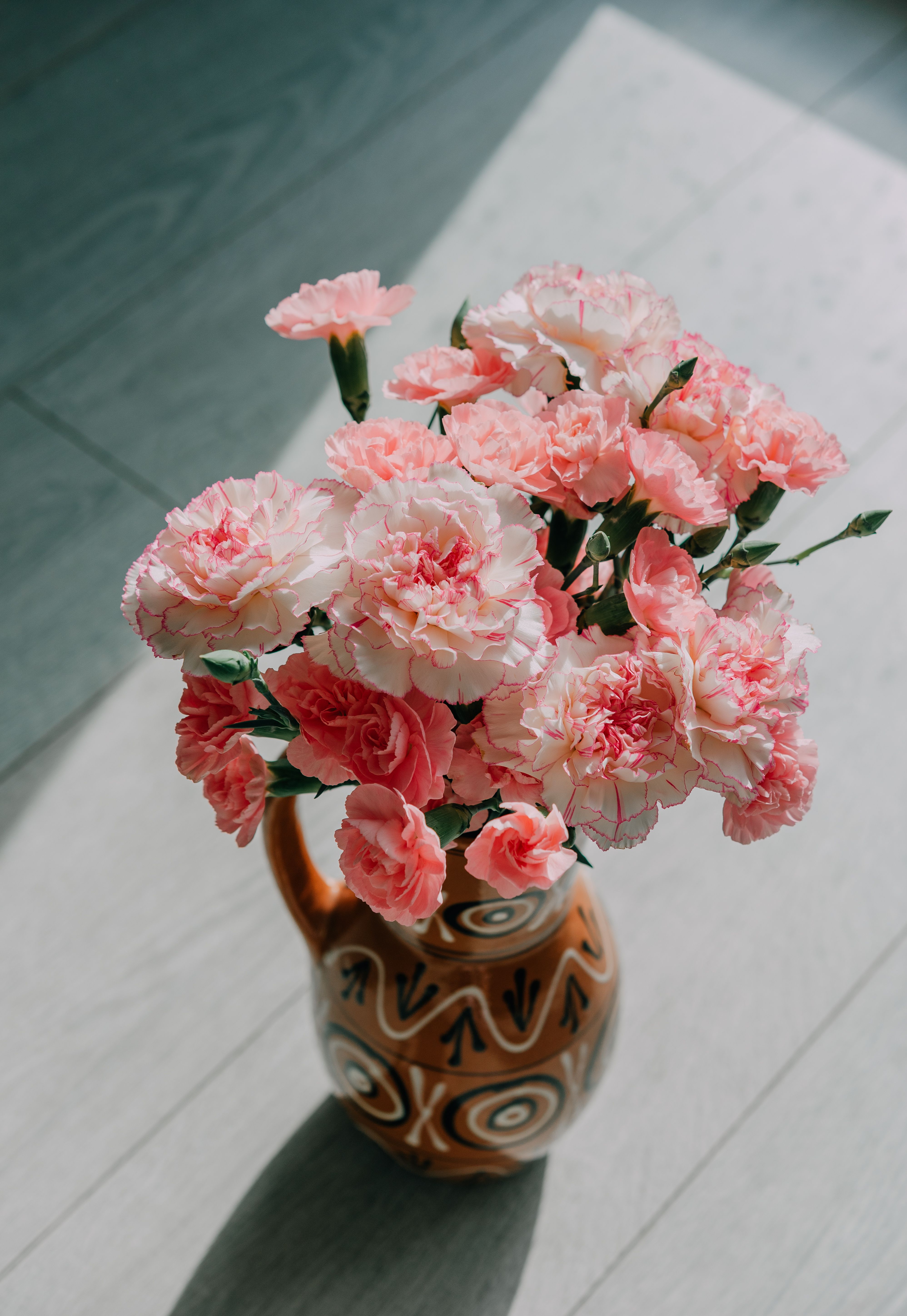 Blooming Carnations Photos, Download The BEST Free Blooming Carnations ...