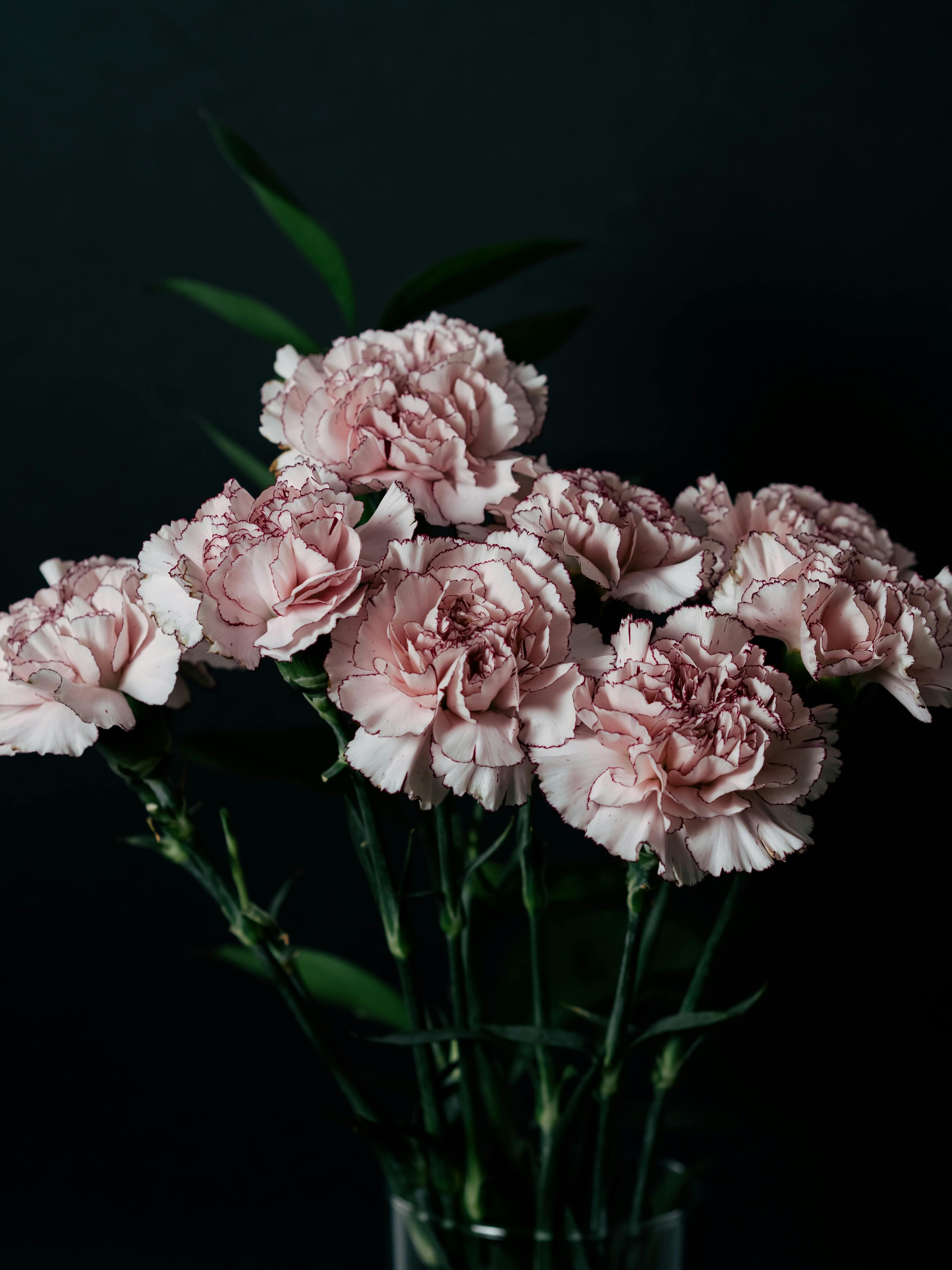 Bộ sưu tập hình ảnh hoa cẩm chướng cực chất với hơn 999 hình ảnh độ phân  giải 4K