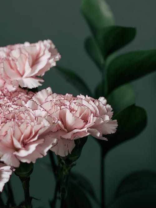 Foto stok gratis berwarna merah muda, bunga-bunga, Daun-daun