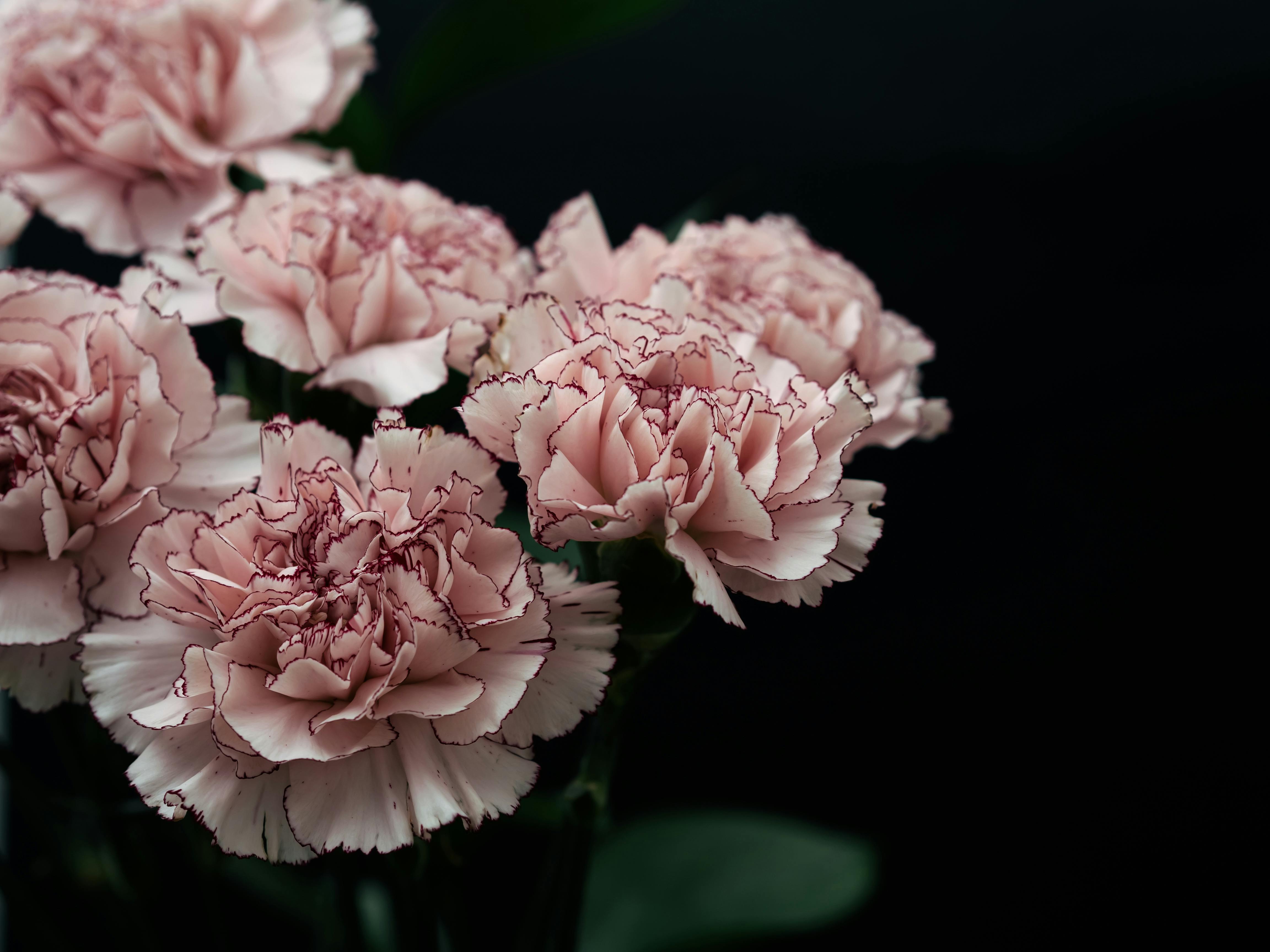 Pink carnations · Free Stock Photo