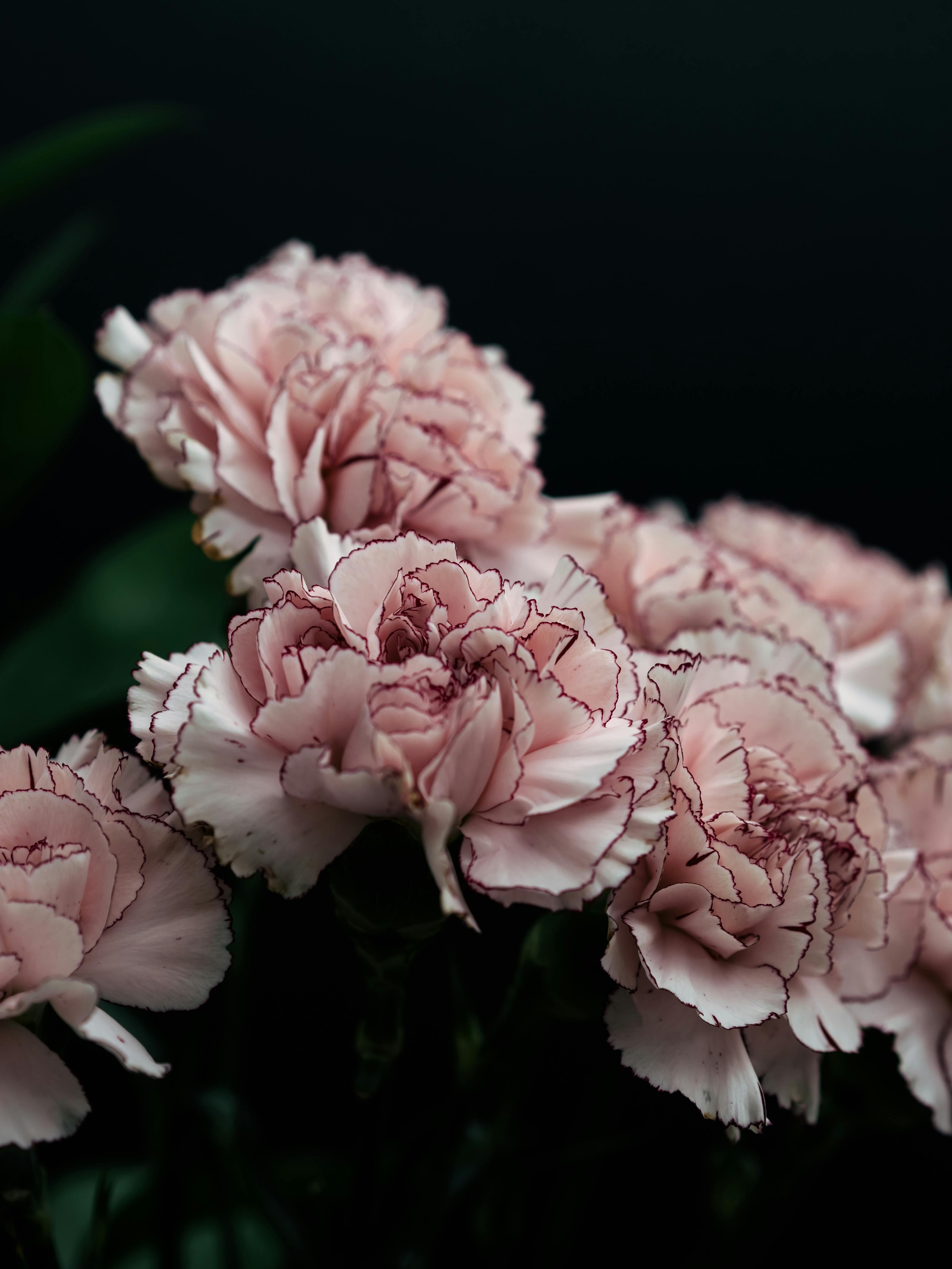 ảnh Nền Màu đen Hoa Cẩm Chướng Tải Xuống Miễn Phí ảnh hoa cẩm chướng màu  xanh lá cây hoa đẹp Trên Lovepik