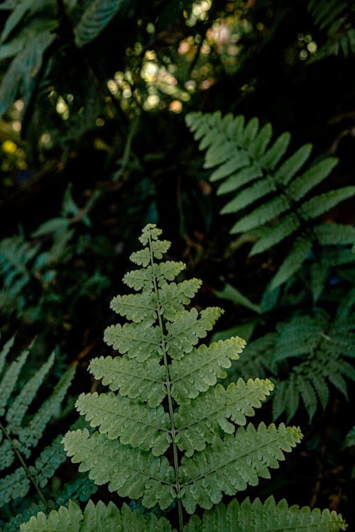 Free Close up of Fern Leaves Stock Photo