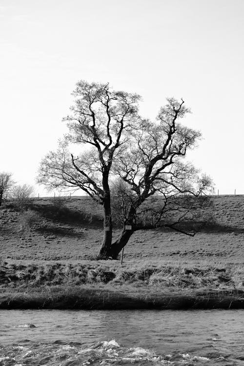 Single Tree near River