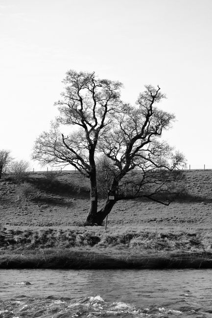 Black and white photo of a solitary tree by a flowing river.
