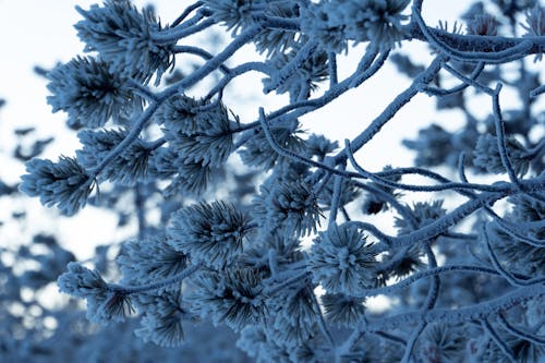 Close Up of Frosted Tree Branch