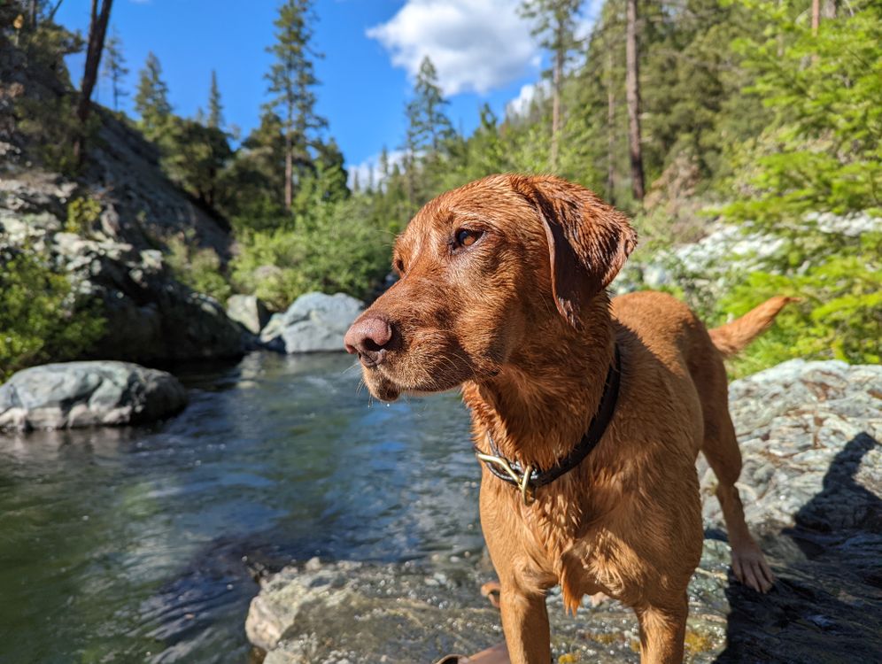 Dog by River · Free Stock Photo
