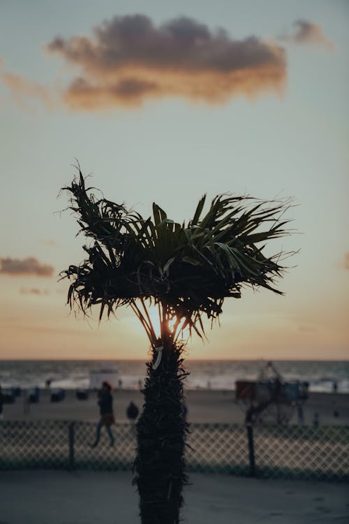 A palm tree is standing in front of the beach