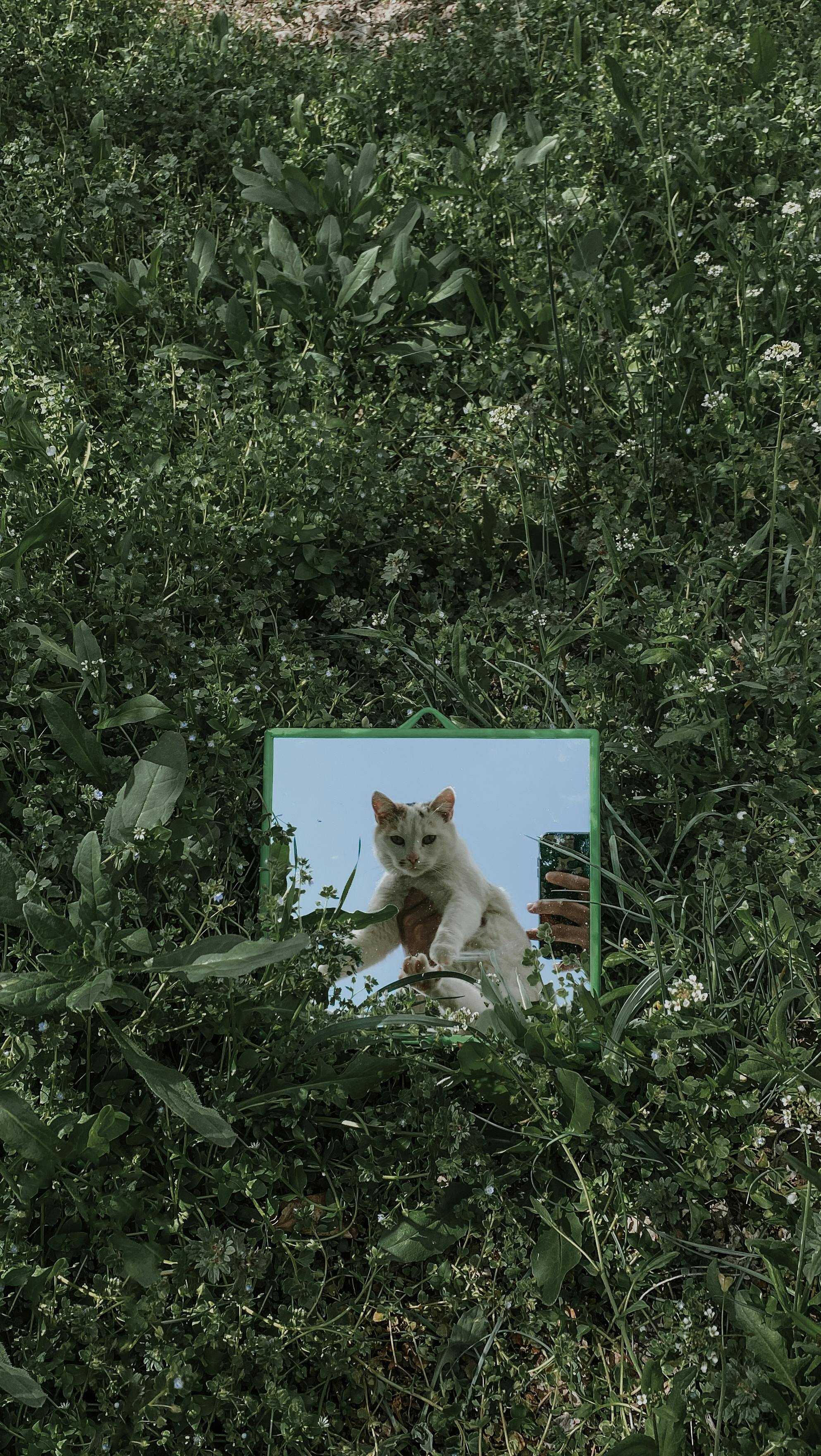 A cat's reflection in a mirror placed among lush greenery, creative and artistic display.