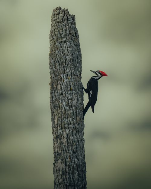 Free A striking image of a Pileated Woodpecker (Dryocopus pileatus) on a tree trunk. Stock Photo