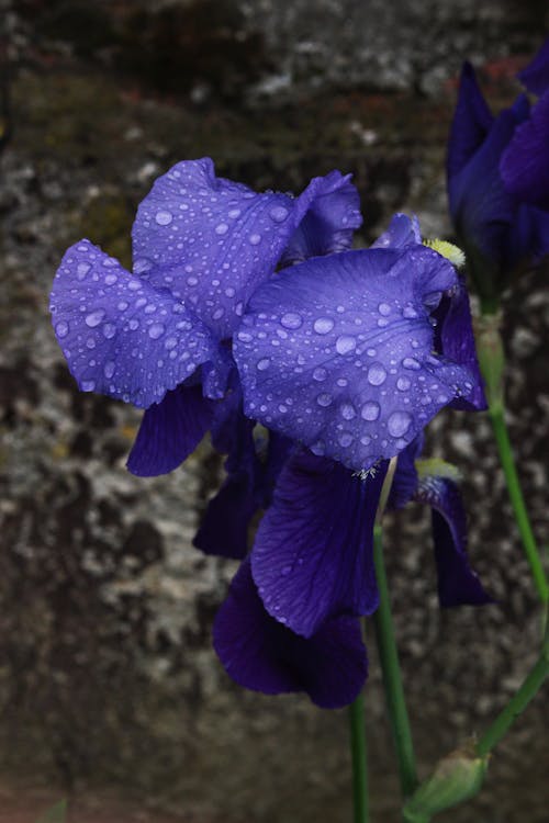 Gratis arkivbilde med fiolette blomster, naturfotografi