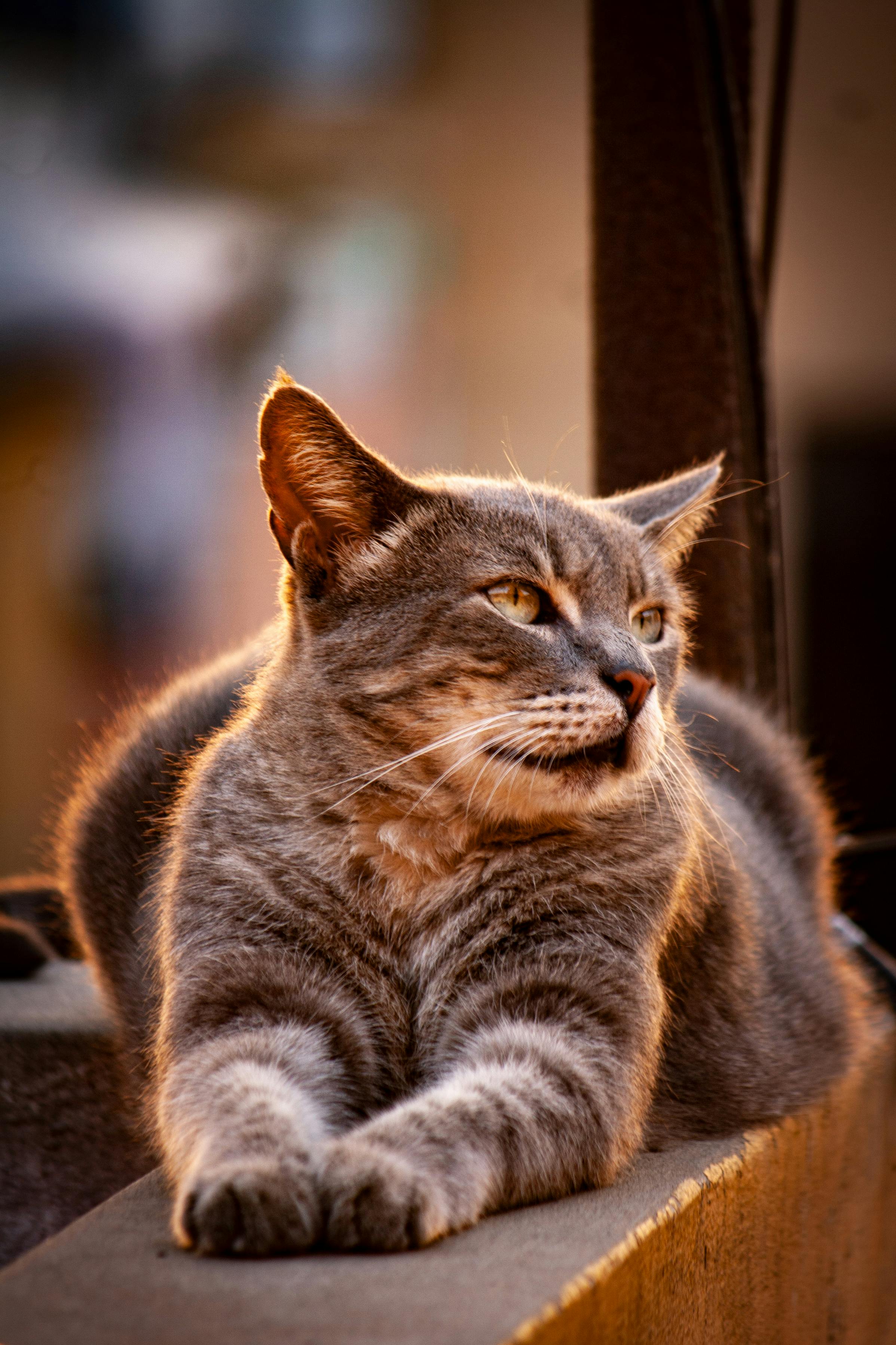 Chat Tigré Gris Assis Sous La Voiture Détendez-vous Et Évitez Les  Environnements Dangereux Sur Le Sol En Ciment Banque D'Images et Photos  Libres De Droits. Image 182218851