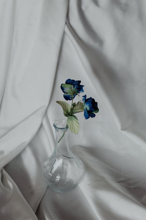 Foto d'estoc gratuïta de flor, fons blanc, gerro